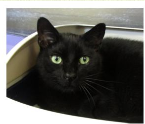 Coffee - Humane Society of Central Illinois